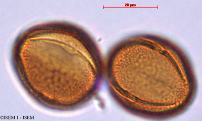Helianthemum - lame n° 29416